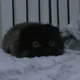 atom