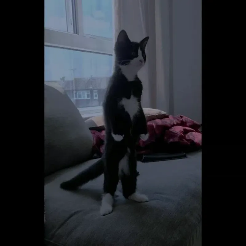 haarp